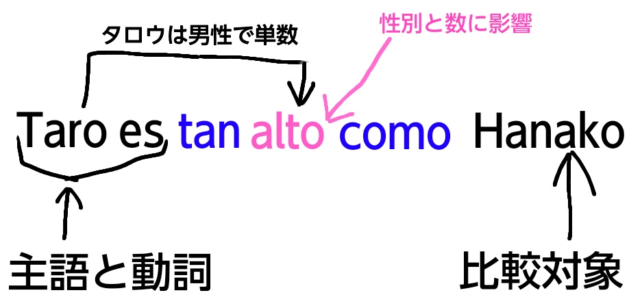 スペイン語の同等比較(形容詞)の単数例文の解説図